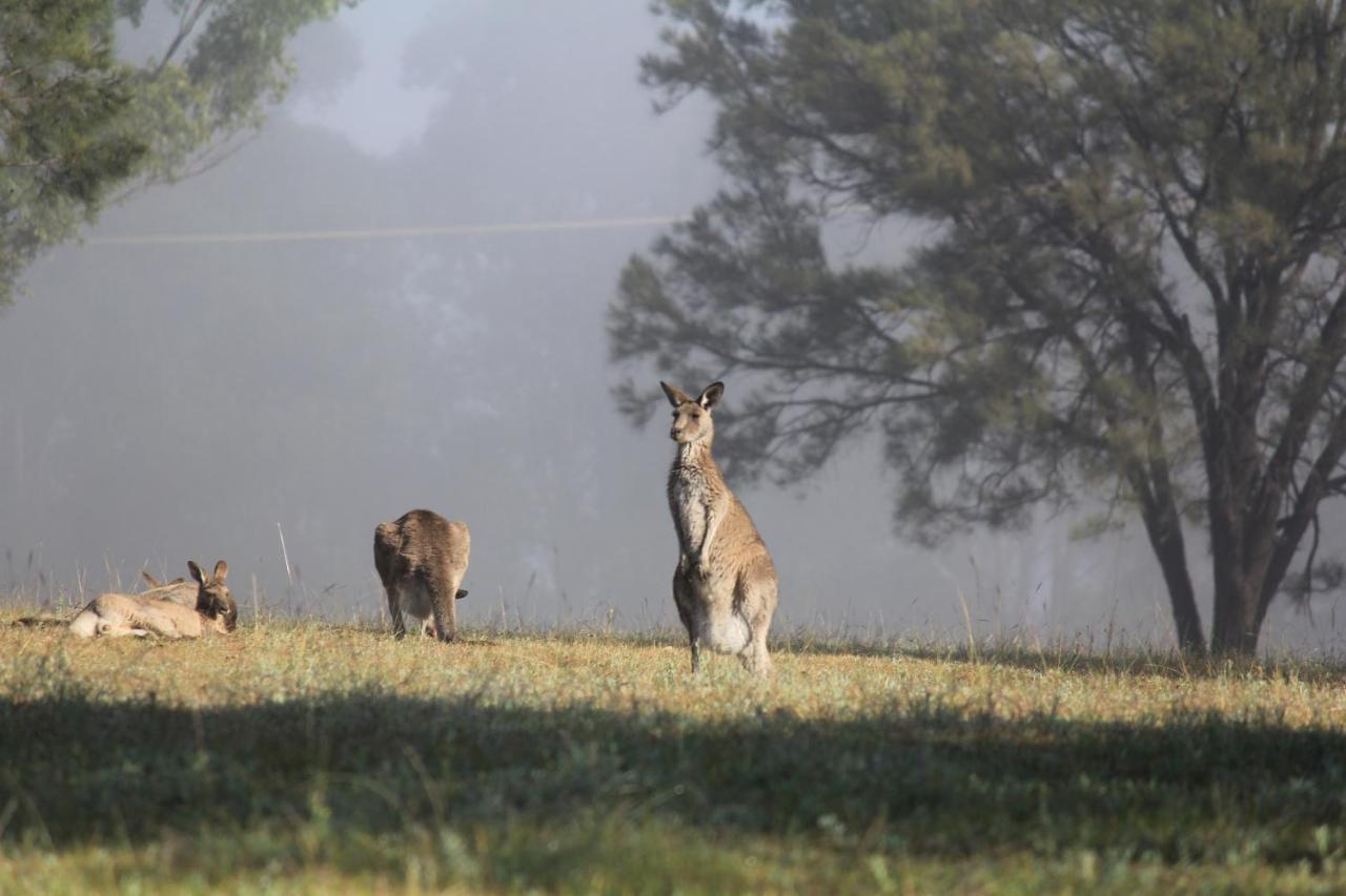 Palmers Lane Estate Hunter Valley Pokolbin Buitenkant foto
